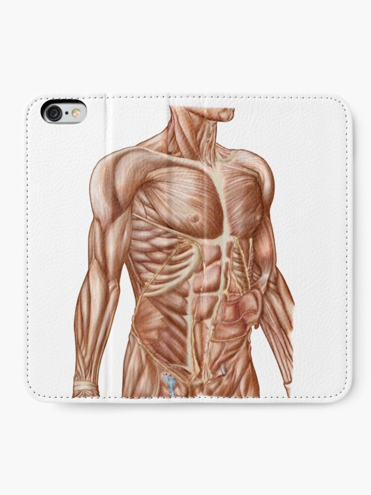 Anatomy of human abdominal muscles. | Zipper Pouch