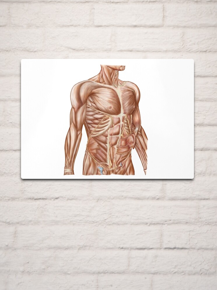 Anatomy of human abdominal muscles. Zipper Pouch for Sale by