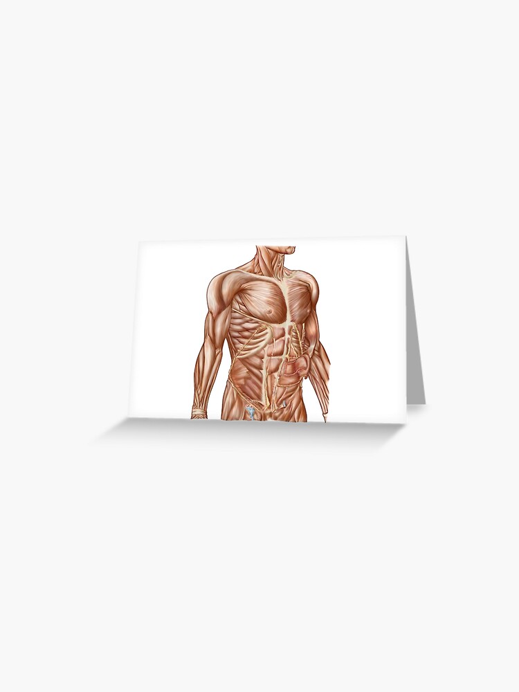 Anatomy of human abdominal muscles. | Greeting Card