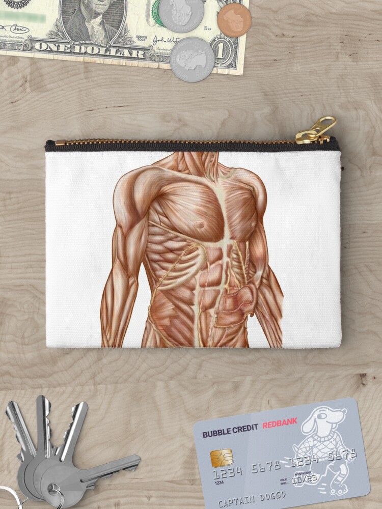 Anatomy of human abdominal muscles. | Zipper Pouch