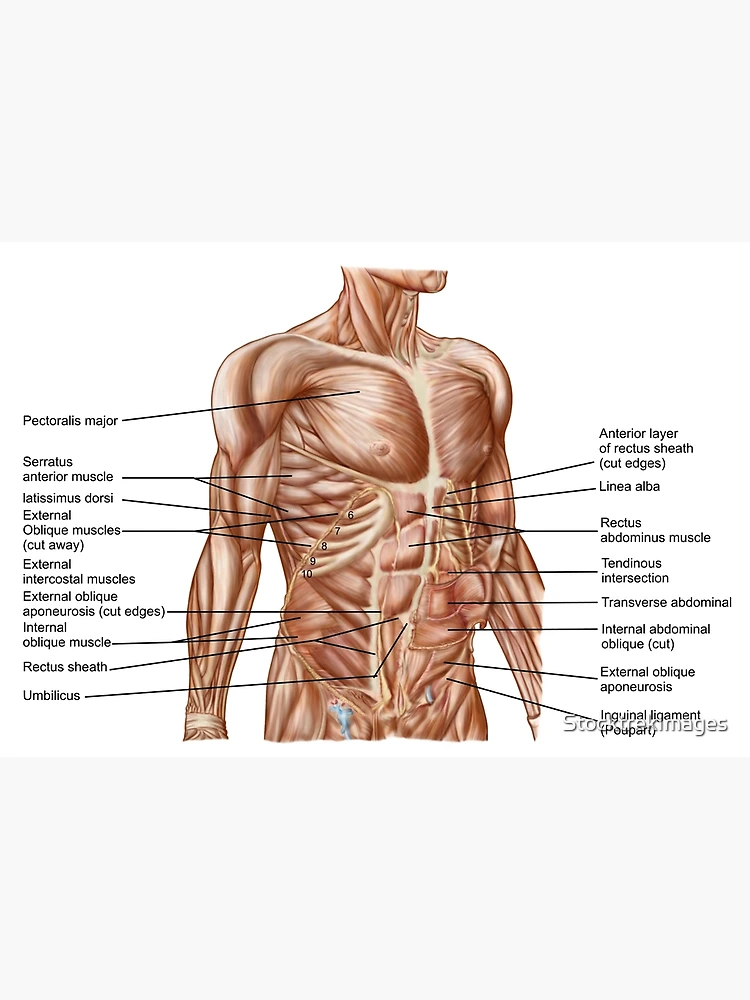 Photo about Anatomy of male muscular system - anterior view - full body.  Image of didactic, abdominus, fascia - 290…