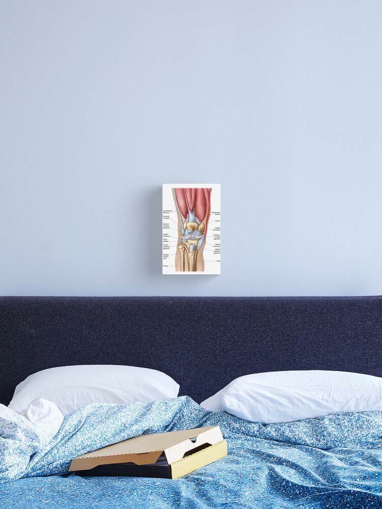 Anatomy of human knee joint. | Greeting Card