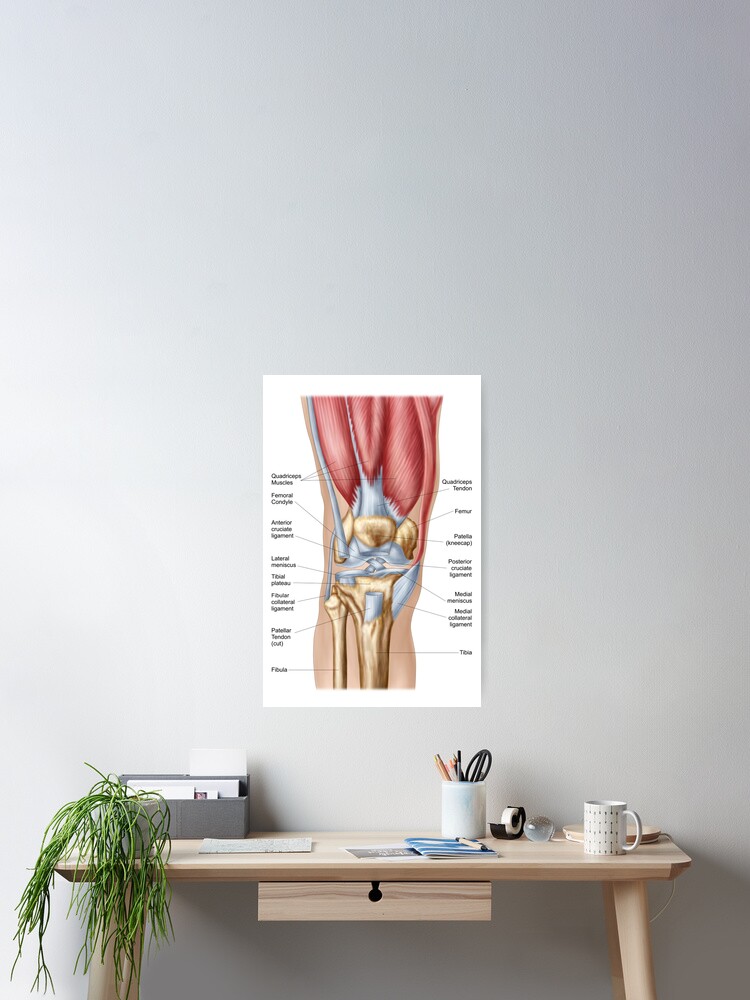 Anatomy of human knee joint. | Greeting Card
