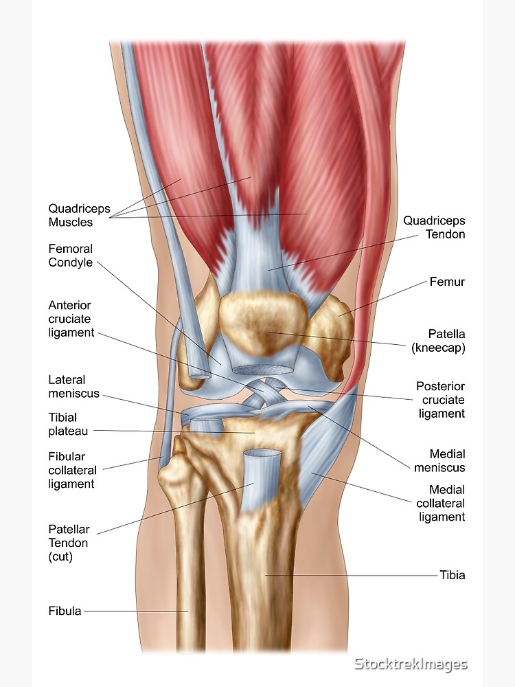 Anatomy of human knee joint. | Greeting Card