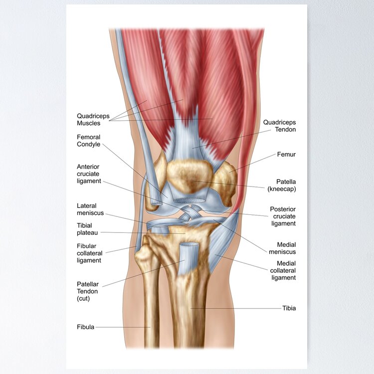 Anatomy of human knee joint. | Greeting Card