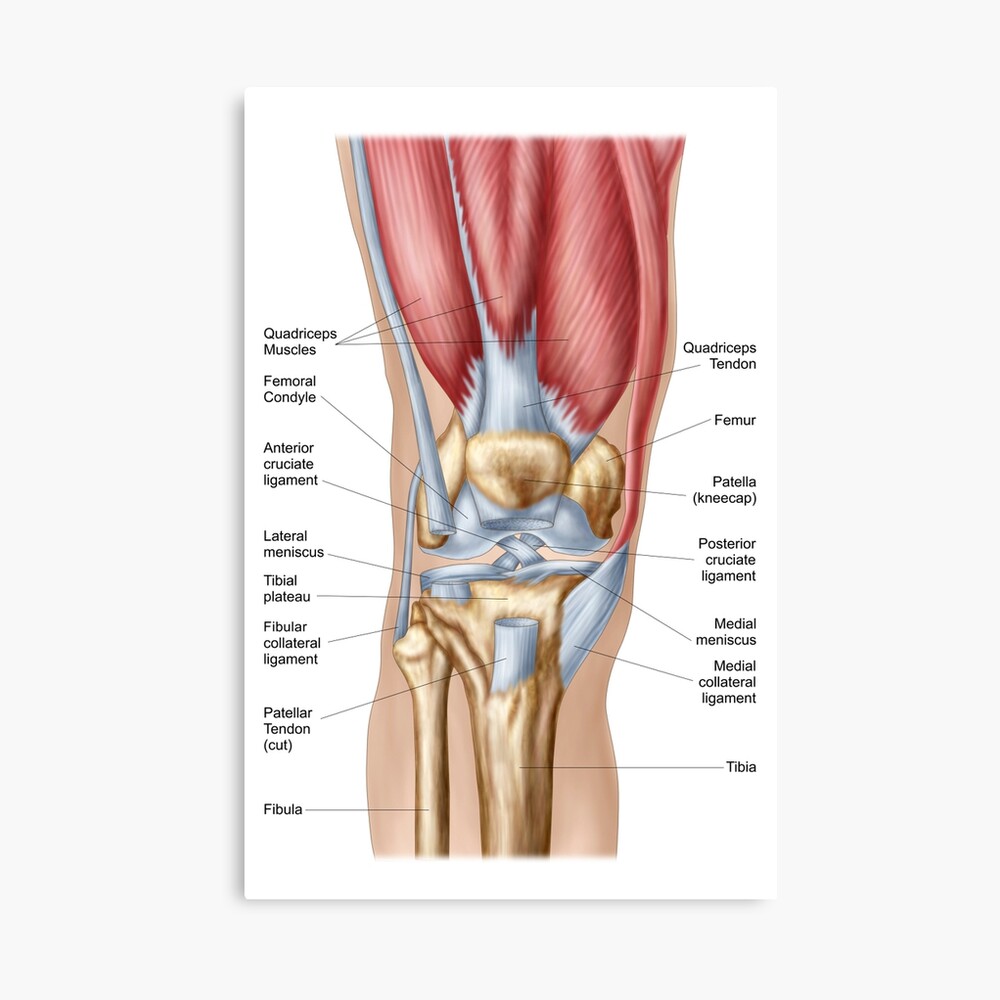 Anatomy of human knee joint. | Greeting Card