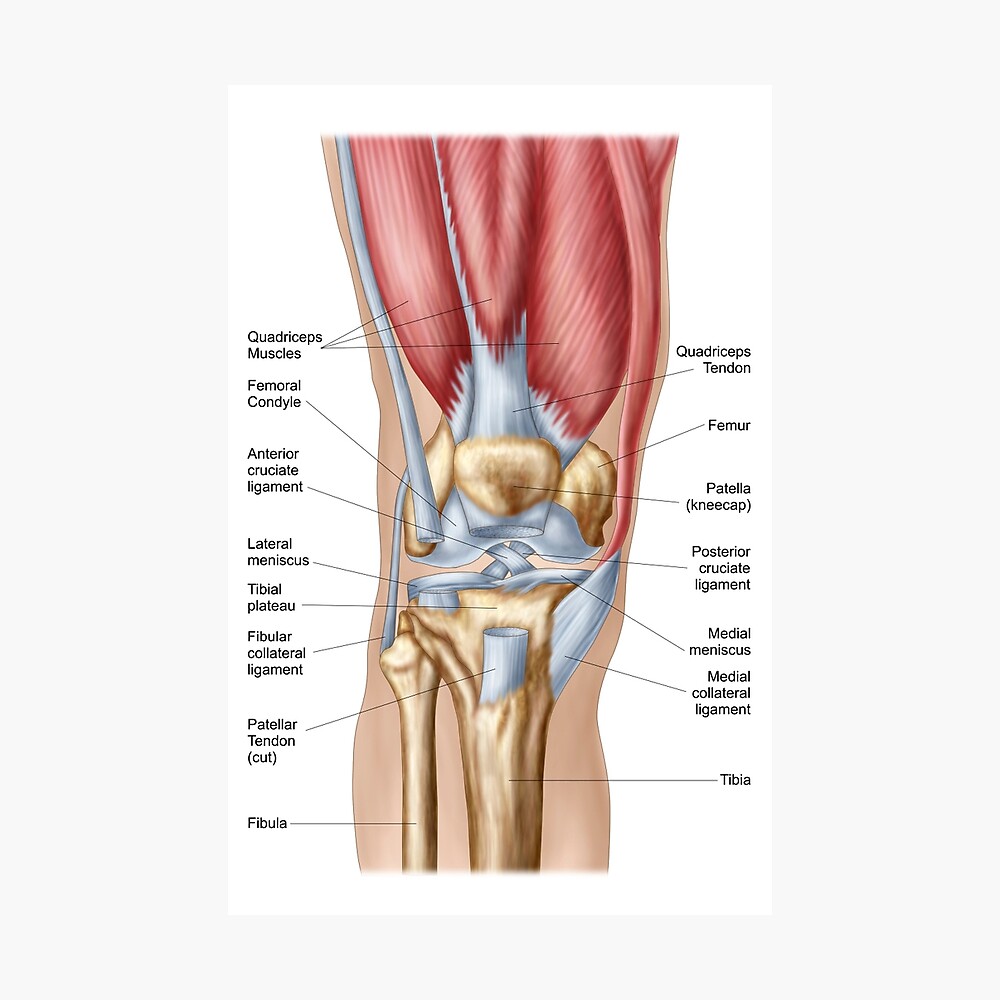 Anatomy of human knee joint. | Greeting Card