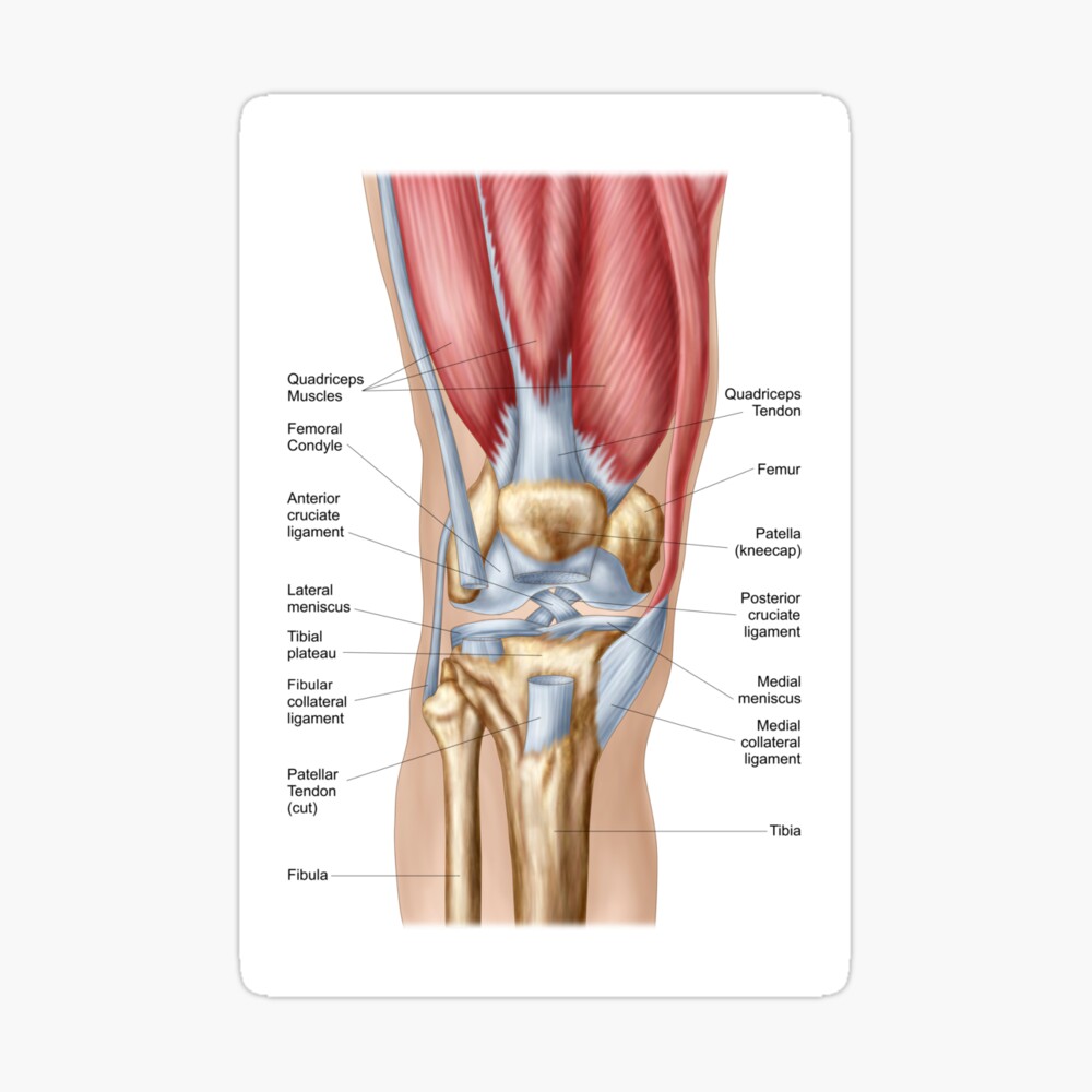 Anatomy of human knee joint. | Greeting Card