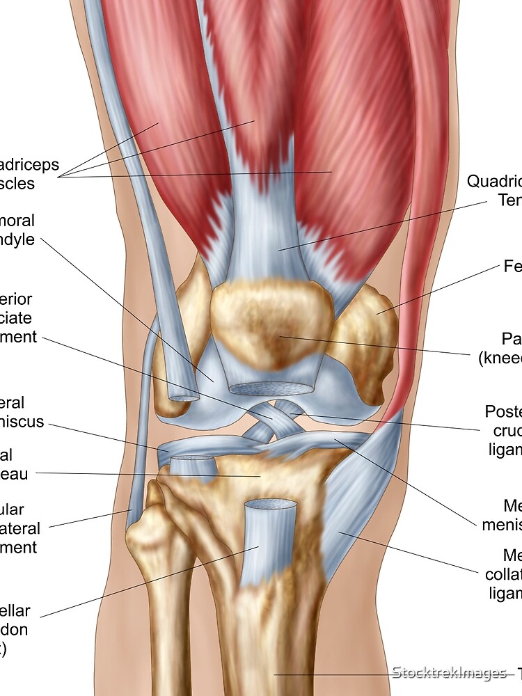 LIGAMENTOS DE LA RODILLA  Download Scientific Diagram