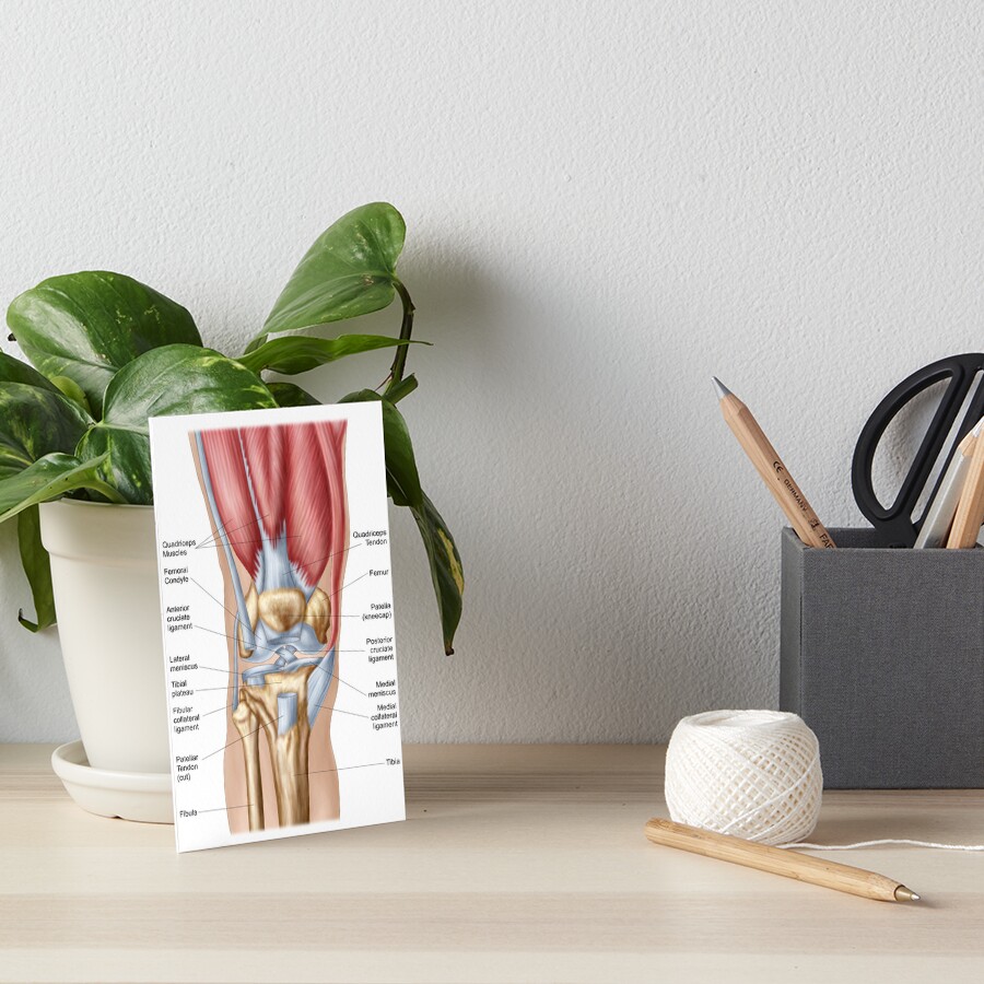 Anatomy of human knee joint. | Greeting Card