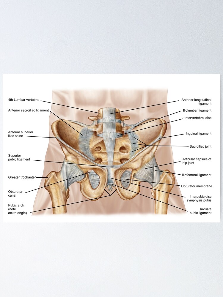 ligamento pélvico anterior