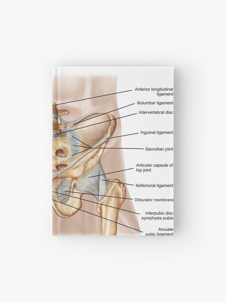 hueso inguinal hueso inguinal