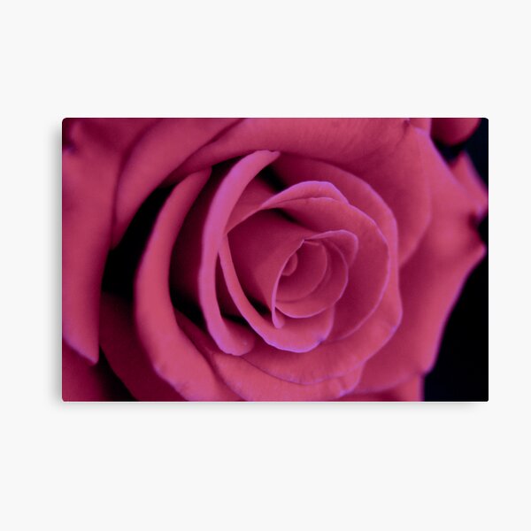 Pink Rose Canvas Print