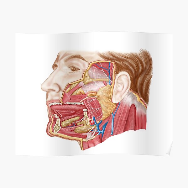 "Anatomy of human salivary glands." Poster by StocktrekImages Biology Diagrams