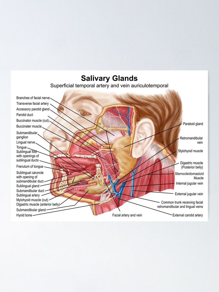 Anatomie Der Menschlichen Speicheldrusen Poster Von Stocktrekimages Redbubble