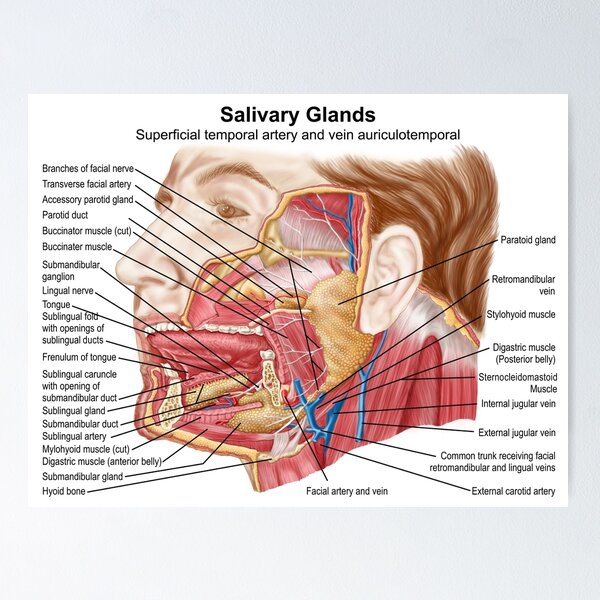 Anatomy of human salivary glands. Poster for Sale by