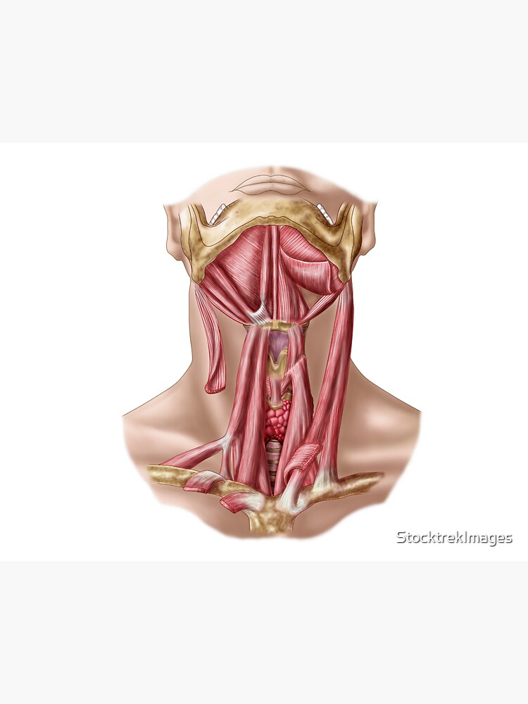 anatomía anterior del cuello