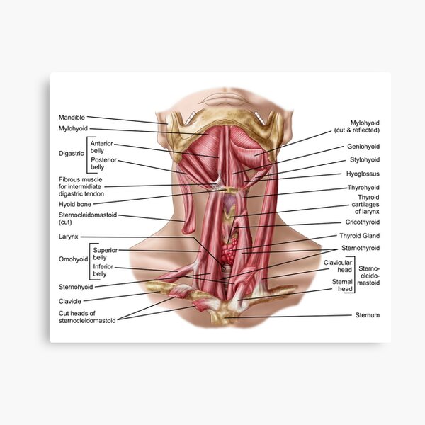 "Anatomy of human hyoid bone and muscles, anterior view." by