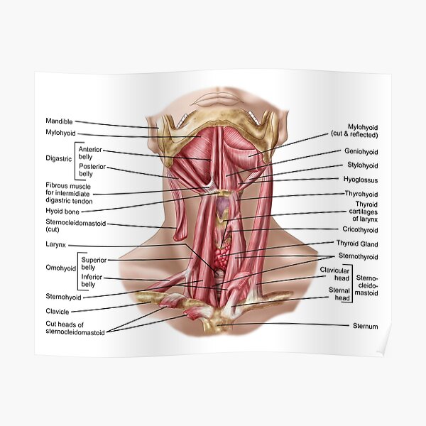 Anatomy of human hyoid bone and muscles, anterior view. Poster