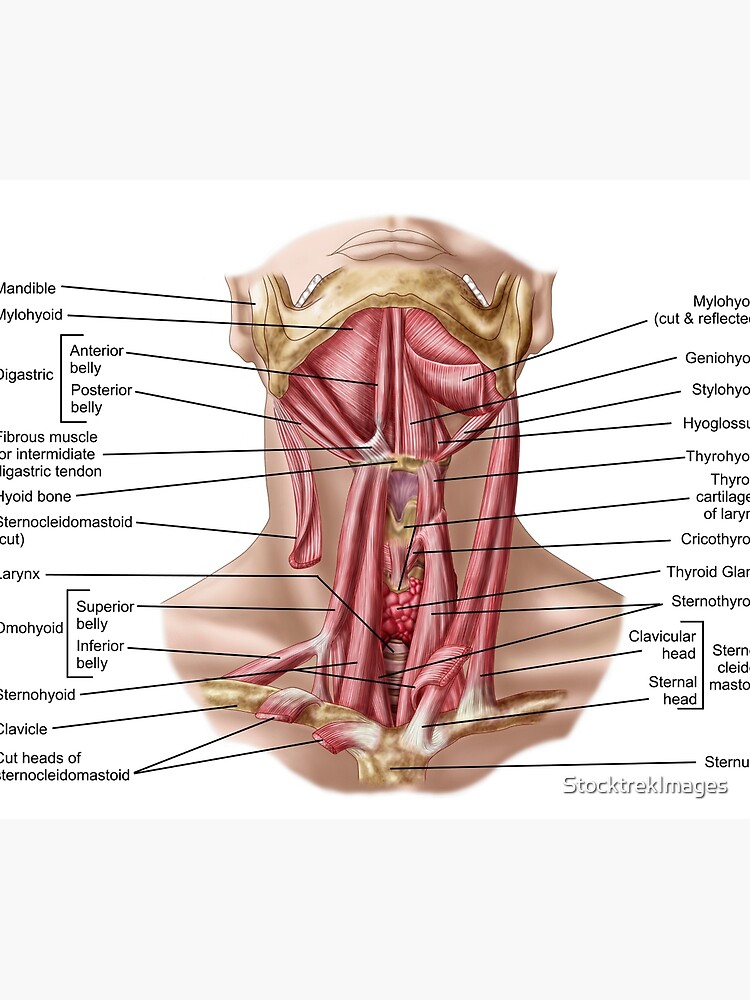 "Anatomy of human hyoid bone and muscles, anterior view." Travel Mug by