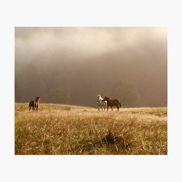 Free Horses Photographic Print