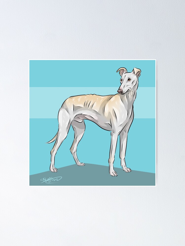 galgo italiano cervatillo azul