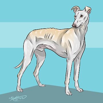 galgo italiano cervatillo azul