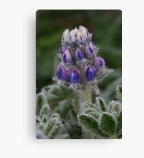 Lupin Canvas Print