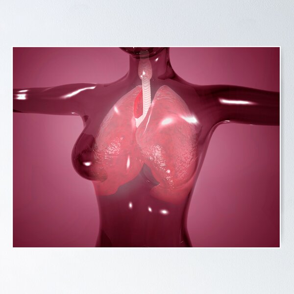 Anatomy of the female breast Poster Print - Item # VARPSTSTK700203H -  Posterazzi