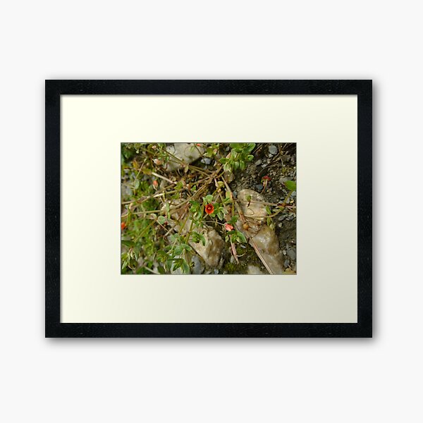 Framed Print