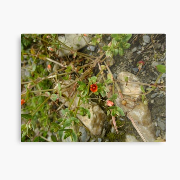 Metal Print