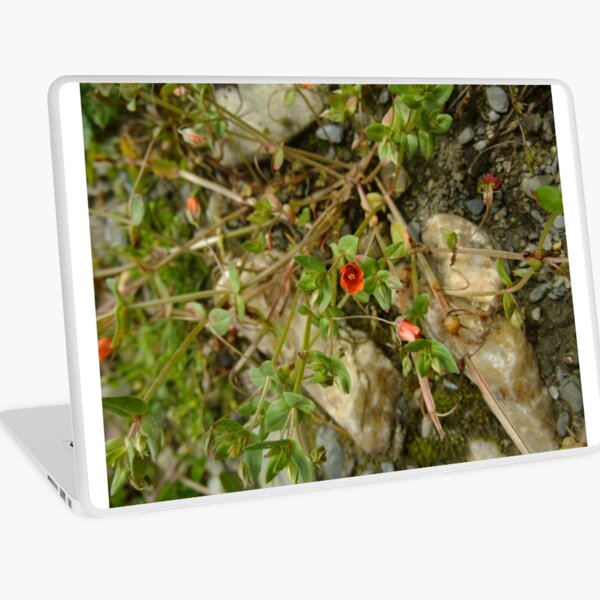 Macbook Air 13" (2015)
