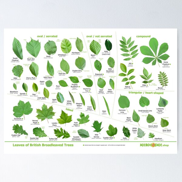 Identification Chart, Leaves of Trees and Shrubs – Iris Luckhaus
