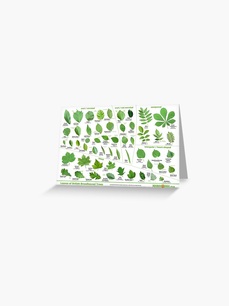 Tree Id Cards