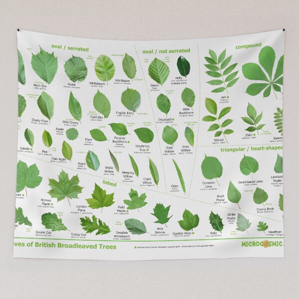 Item preview, Leaves of British Trees - identification poster designed and sold by Micro-cosmic.