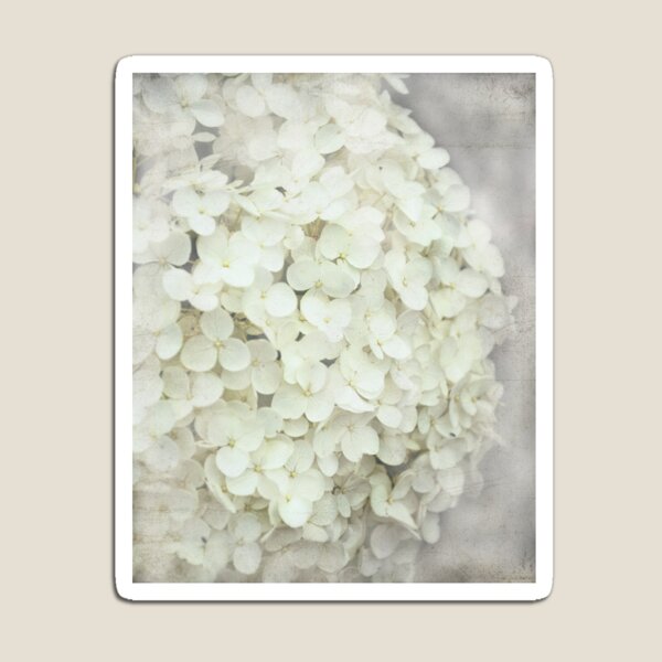 Hydrangea with textured layers. Magnet