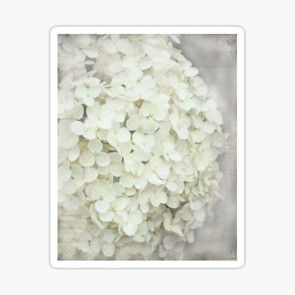 Hydrangea with textured layers. Sticker