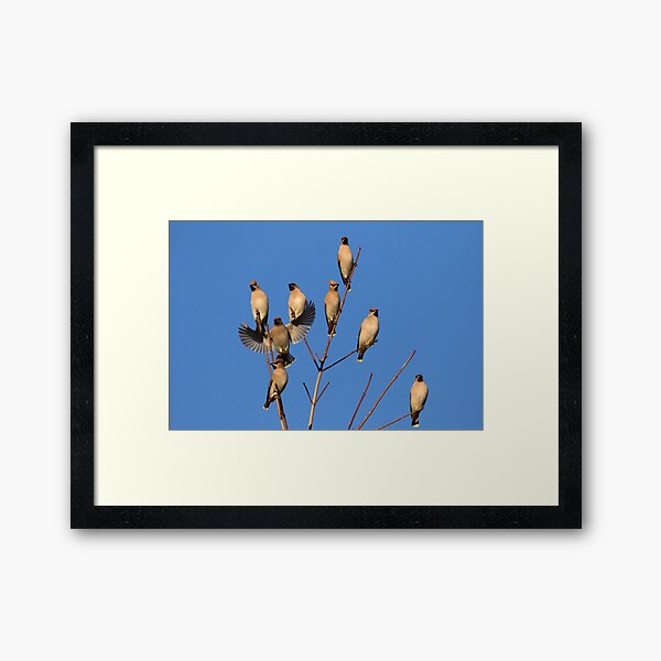 Waxwing Flock Framed Art Print
