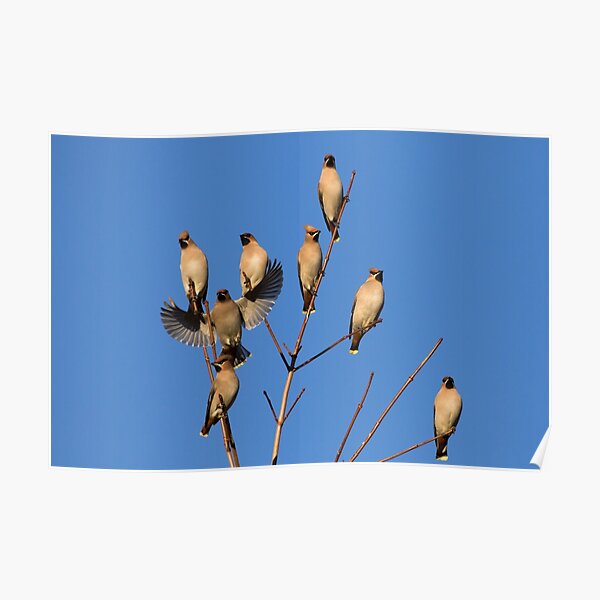 Waxwing Flock Poster
