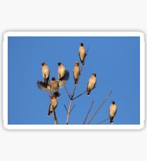 Waxwing Flock Sticker