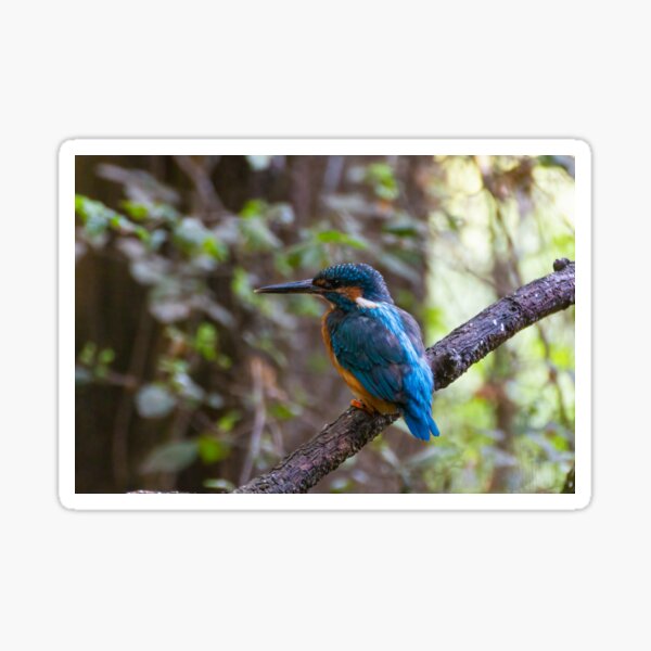 Kingfisher Sticker