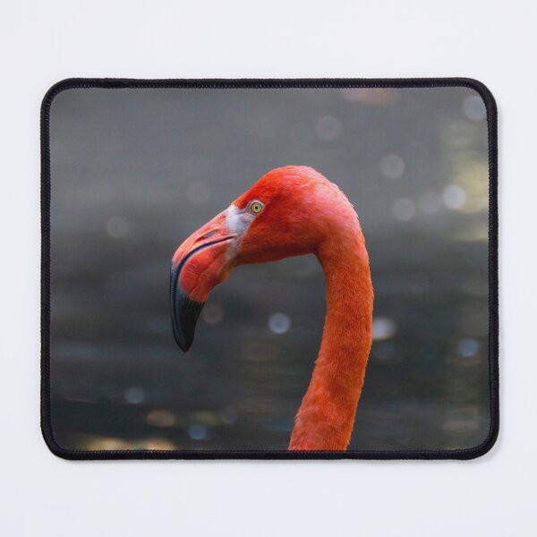 Item preview, American flamingo designed and sold by pietrofoto.