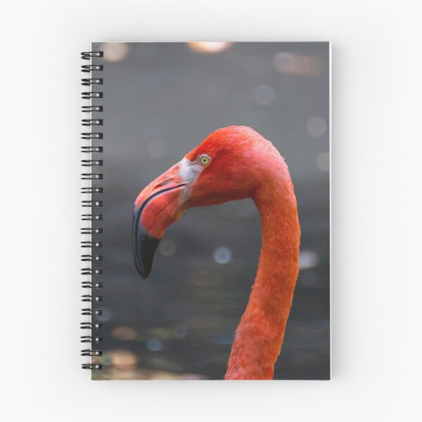 Item preview, American flamingo designed and sold by pietrofoto.