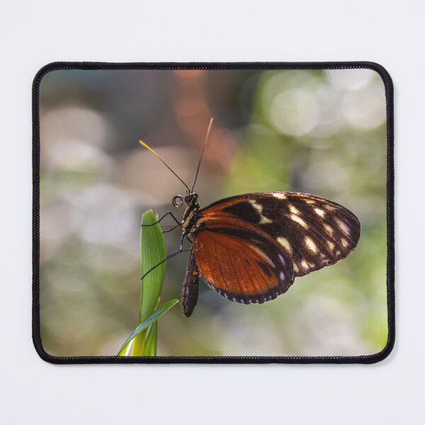 Item preview, Orange heliconian butterfly designed and sold by pietrofoto.