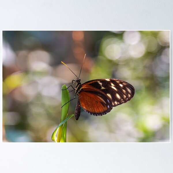 Item preview, Orange heliconian butterfly designed and sold by pietrofoto.