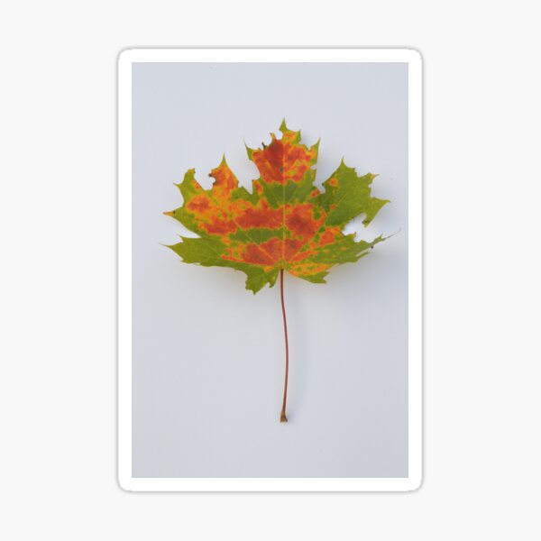 Colourful autumn leaf Sticker