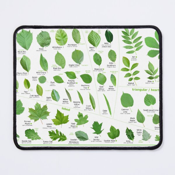 Item preview, Leaves of British Trees - identification poster designed and sold by Micro-cosmic.