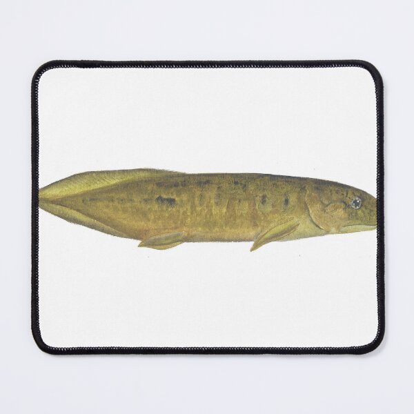 Item preview, Conchopoma edesi Paleozoic Lungfish designed and sold by LisasLair.