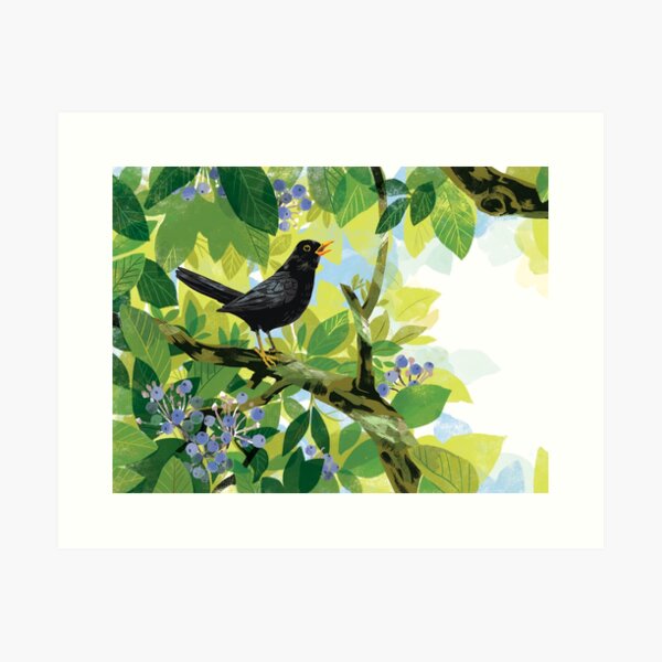 Blackbird singing Art Print