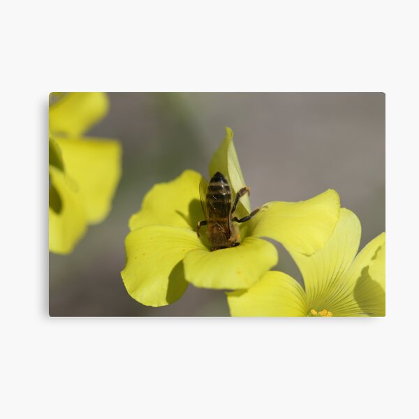 Bottoms Up! Metal Print